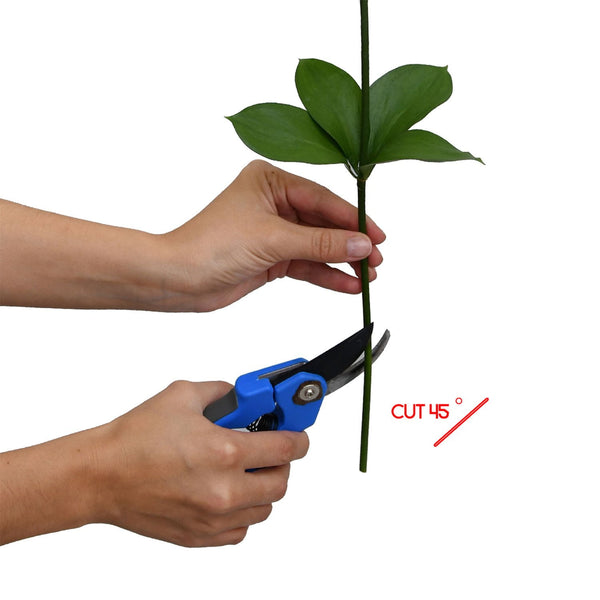 Member's Mark Israeli Ruscus 200 stems