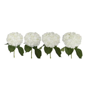 Member's Mark Premium Hydrangea, White, 30 stems