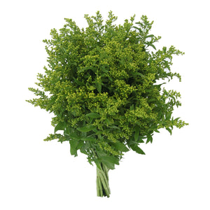 Member's Mark Golden Glory Solidago 140 stems