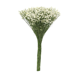 Member's Mark Pina Colada Limonium 60 stems