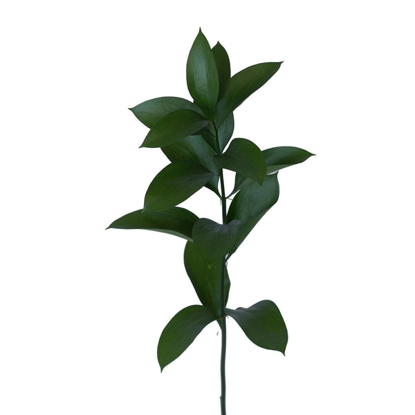 Member's Mark Israeli Ruscus 200 stems