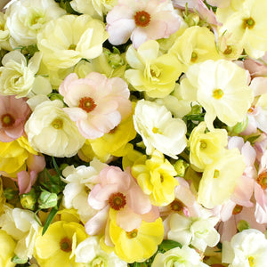 Member's Mark Butterfly Ranunculus, choose stem count