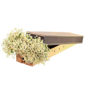 Member's Mark Chamomile Matricaria, choose stem count