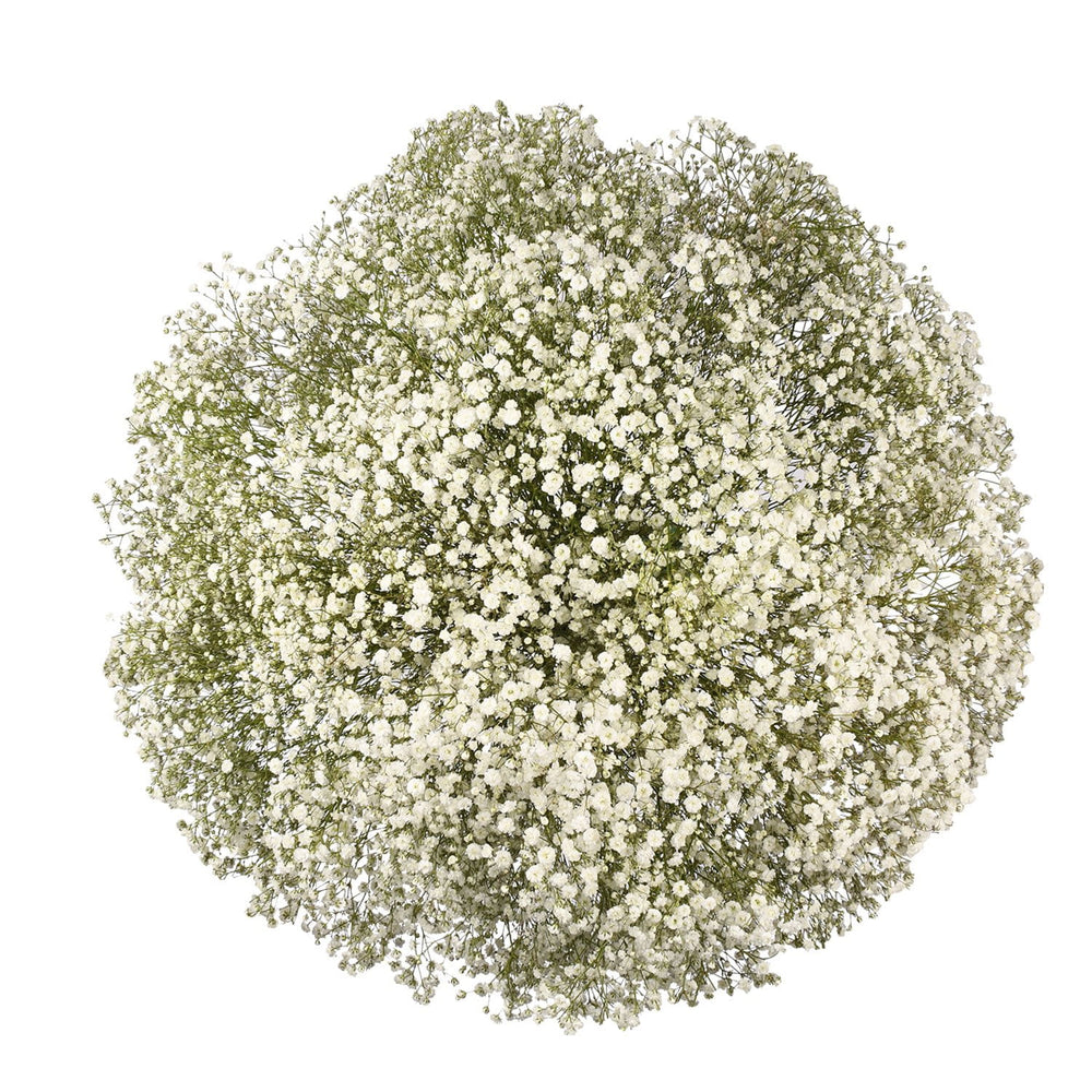Member's Mark Gypsophila, choose variety and quantity