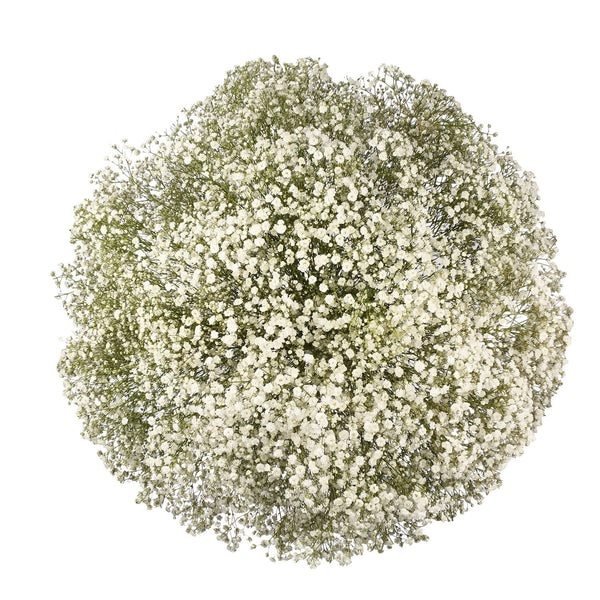 Member's Mark Gypsophila, choose variety and quantity