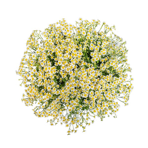 Member's Mark Chamomile Matricaria, choose stem count