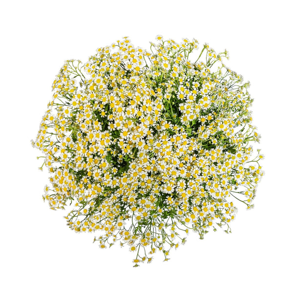 Member's Mark Chamomile Matricaria, choose stem count