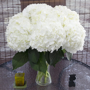 Member's Mark Premium Hydrangea, White, 30 stems