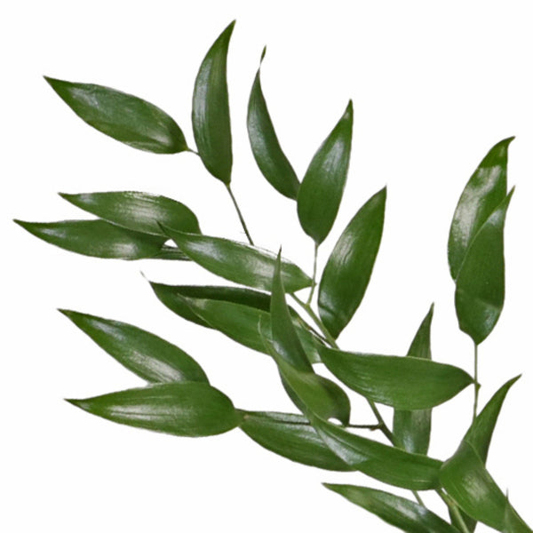 Member's Mark Italian Ruscus, Choose stem count
