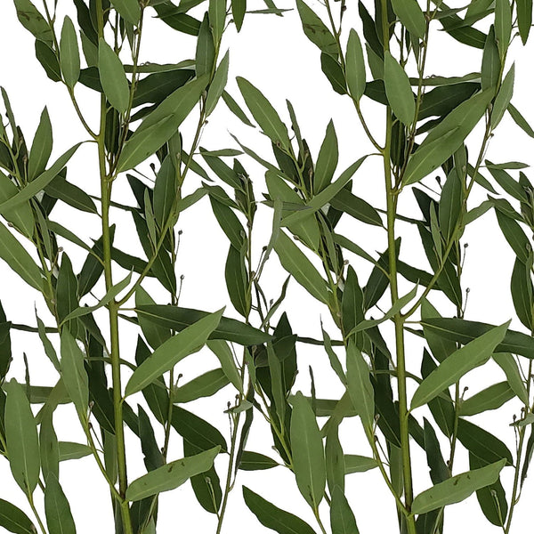 Member's Mark Eucalyptus Willow 40 stems