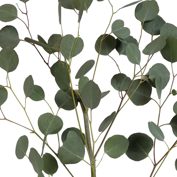 Member's Mark Silver Dollar Eucalyptus 40 stems
