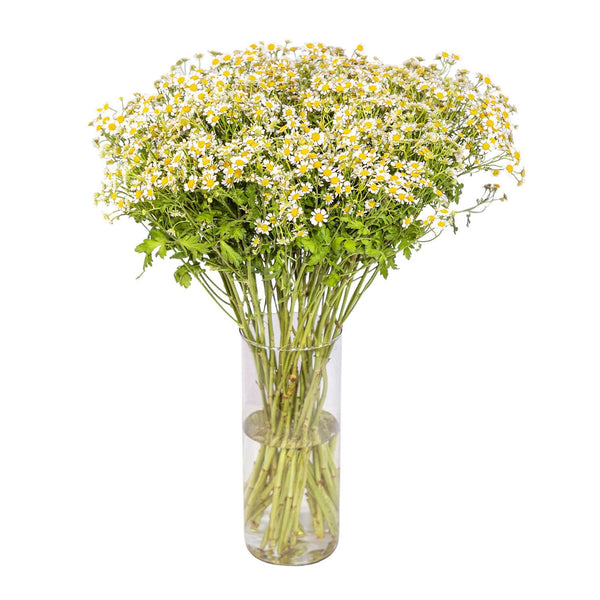 Member's Mark Chamomile Matricaria, choose stem count
