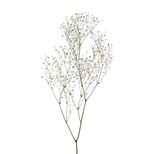 Member's Mark Gypsophila, choose variety and quantity