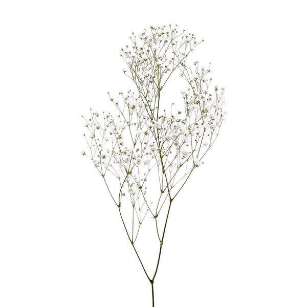 Member's Mark Gypsophila, choose variety and quantity