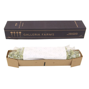 Member's Mark Pina Colada Limonium 60 stems