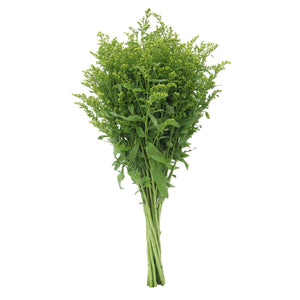 Member's Mark Golden Glory Solidago 140 stems