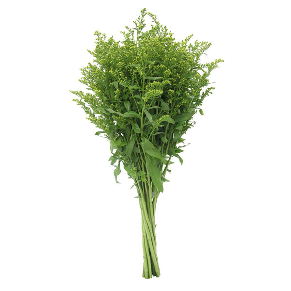 Member's Mark Golden Glory Solidago 140 stems