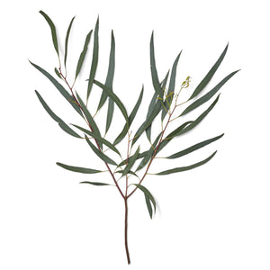 Member's Mark Assorted California Greens 20 bunches