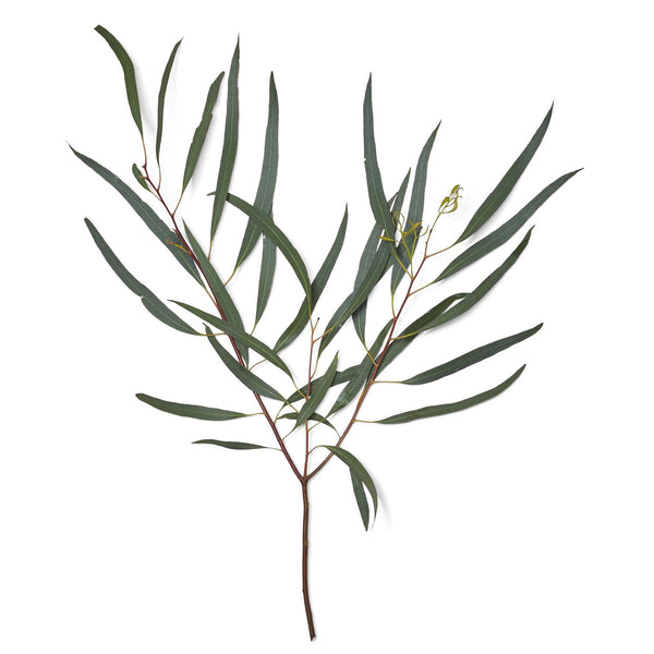 Member's Mark Assorted California Greens 20 bunches