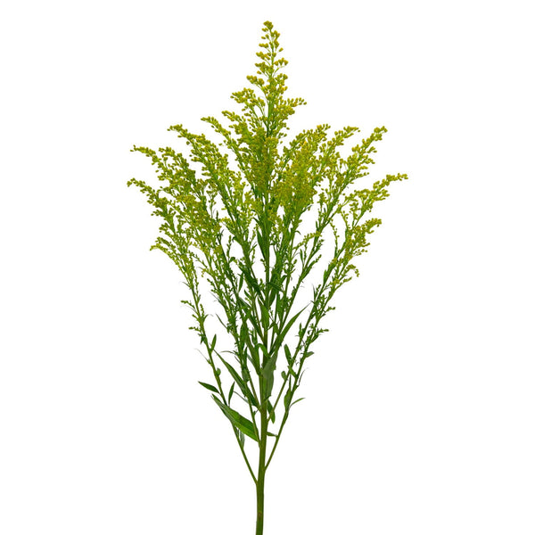 Member's Mark Golden Glory Solidago 140 stems