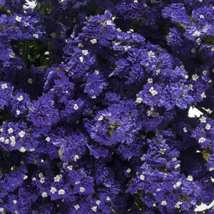 Statice, Purple (200 stems)