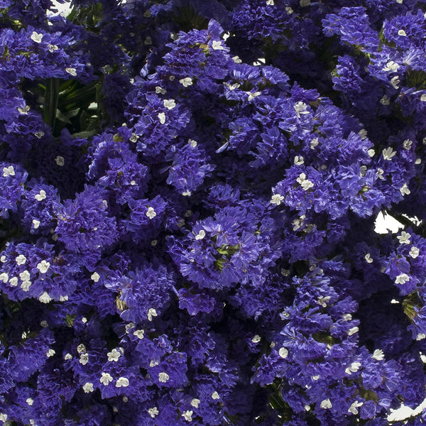 Statice, Purple (200 stems)