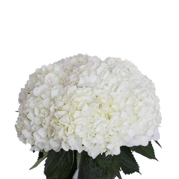 Member's Mark Premium Hydrangea, White, 30 stems