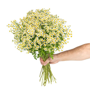 Member's Mark Chamomile Matricaria, choose stem count