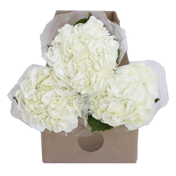 Member's Mark Premium Hydrangea, White, 30 stems
