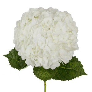 Member's Mark Premium Hydrangea, White, 30 stems