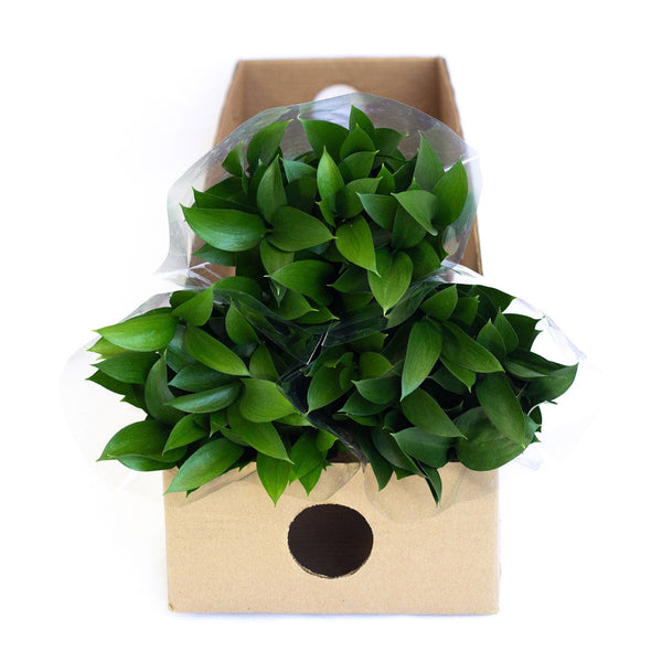 Member's Mark Israeli Ruscus 200 stems