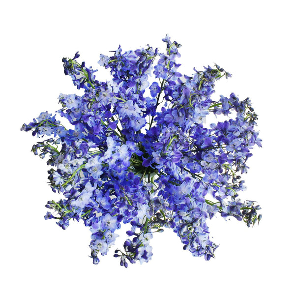Member's Mark Sea Waltz Hybrid Delphinium, choose stem count