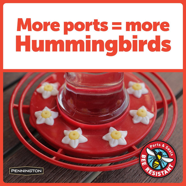 Pennington Hummingbird Feeder and Nectar Kit