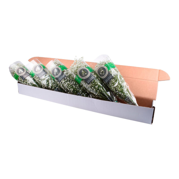 Member's Mark Gypsophila, choose variety and quantity