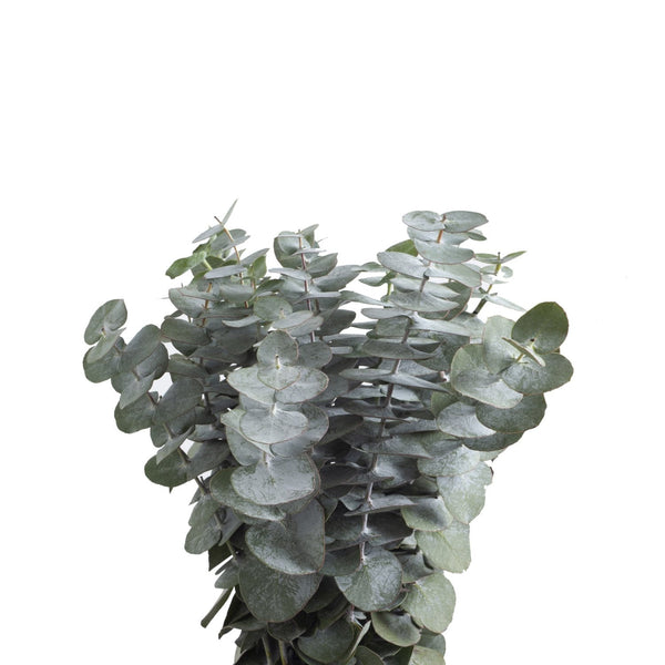 Member's Mark Baby Blue Eucalyptus 200 stems