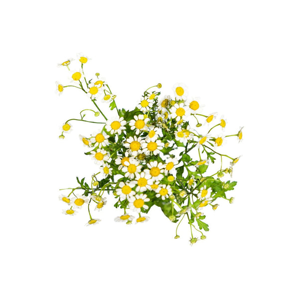 Member's Mark Chamomile Matricaria, choose stem count