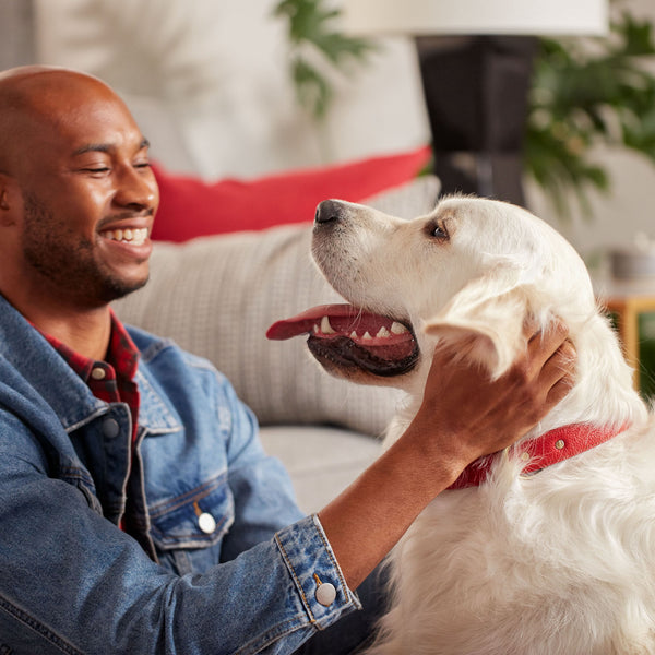 Milk-Bone Original Flavor Large Crunchy Dog Biscuits, 15 lbs.