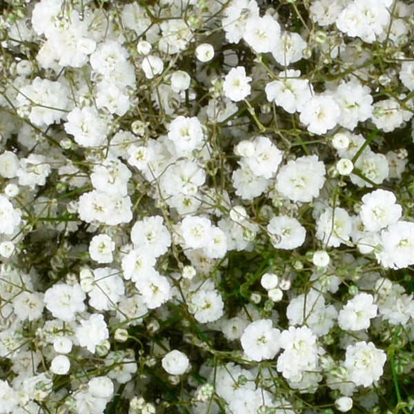Member's Mark Gypsophila, choose variety and quantity