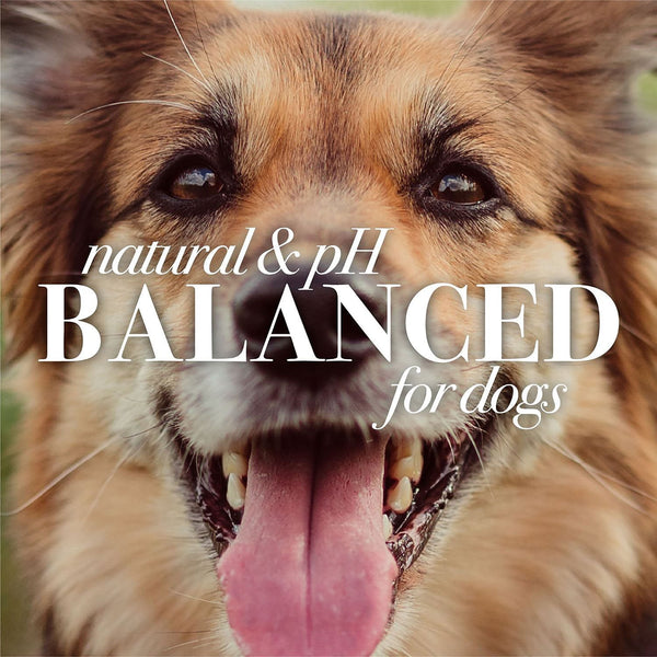 Burt's Bees, Oatmeal Dog Shampoo, 32 fl. oz., 2 pk.