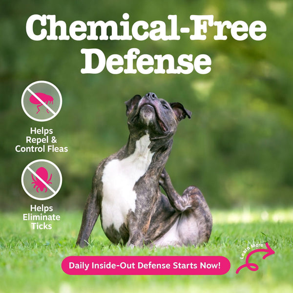 Zesty Paws Flea & Tick Kit for Dogs, to Repel, Control, and Prevent Fleas & Ticks, 8oz Shampoo, 8oz Spray, 160ct Bites