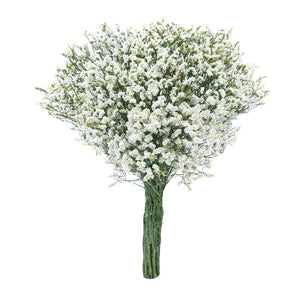 Member's Mark Pina Colada Limonium 60 stems