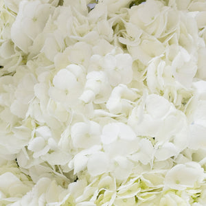 Member's Mark Premium Hydrangea, White, 30 stems