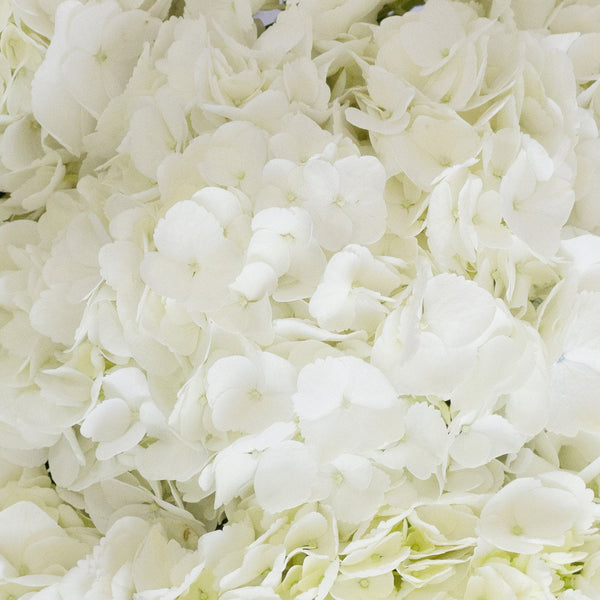 Member's Mark Premium Hydrangea, White, 30 stems