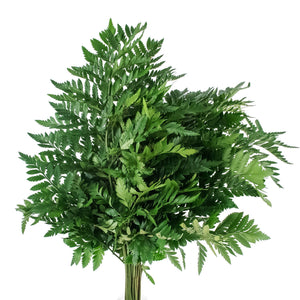 Member's Mark Gypsophila and Leatherleaf 10 bunches