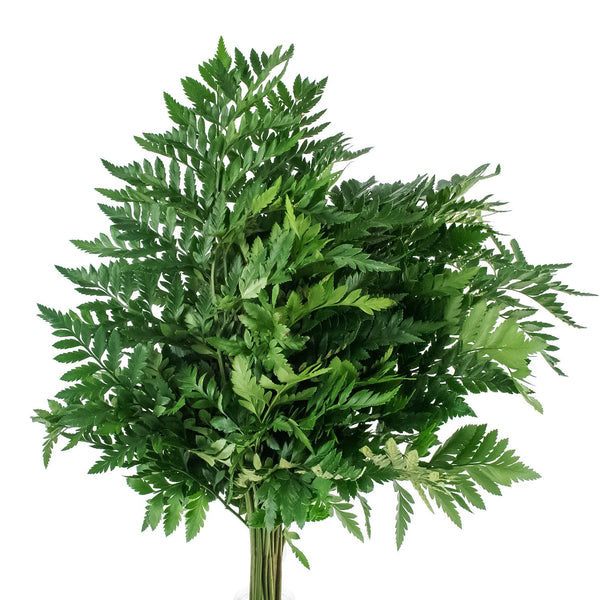 Member's Mark Gypsophila and Leatherleaf 10 bunches