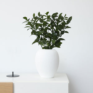 Member's Mark Israeli Ruscus 200 stems