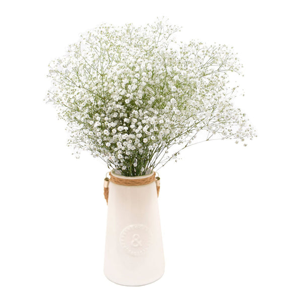 Member's Mark Gypsophila, choose variety and quantity