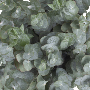 Member's Mark Baby Blue Eucalyptus 200 stems