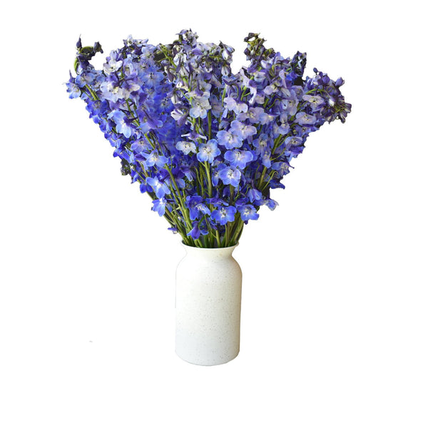 Member's Mark Sea Waltz Hybrid Delphinium, choose stem count