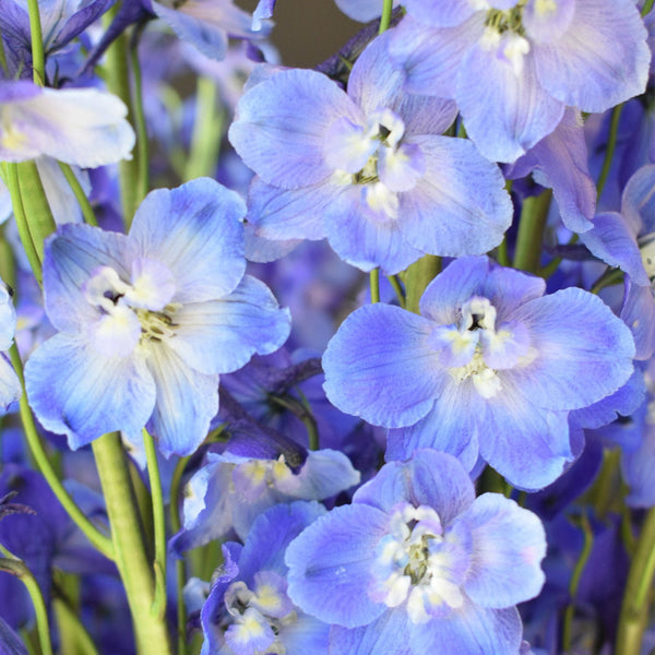 Member's Mark Sea Waltz Hybrid Delphinium, choose stem count